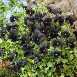 Violette cornue Molly Sanderson - Pensée - Des fleurs noires uniques