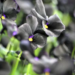 Violette cornue Molly Sanderson - Pensée - Des fleurs noires uniques