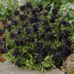Violette cornue Molly Sanderson - Pensée - Des fleurs noires uniques