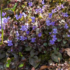 Violette de Labrador - Un tapis fleuri sans effort