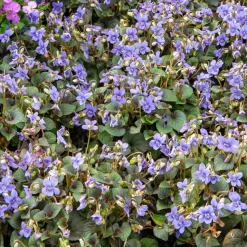 Violette de Labrador - Un tapis fleuri sans effort