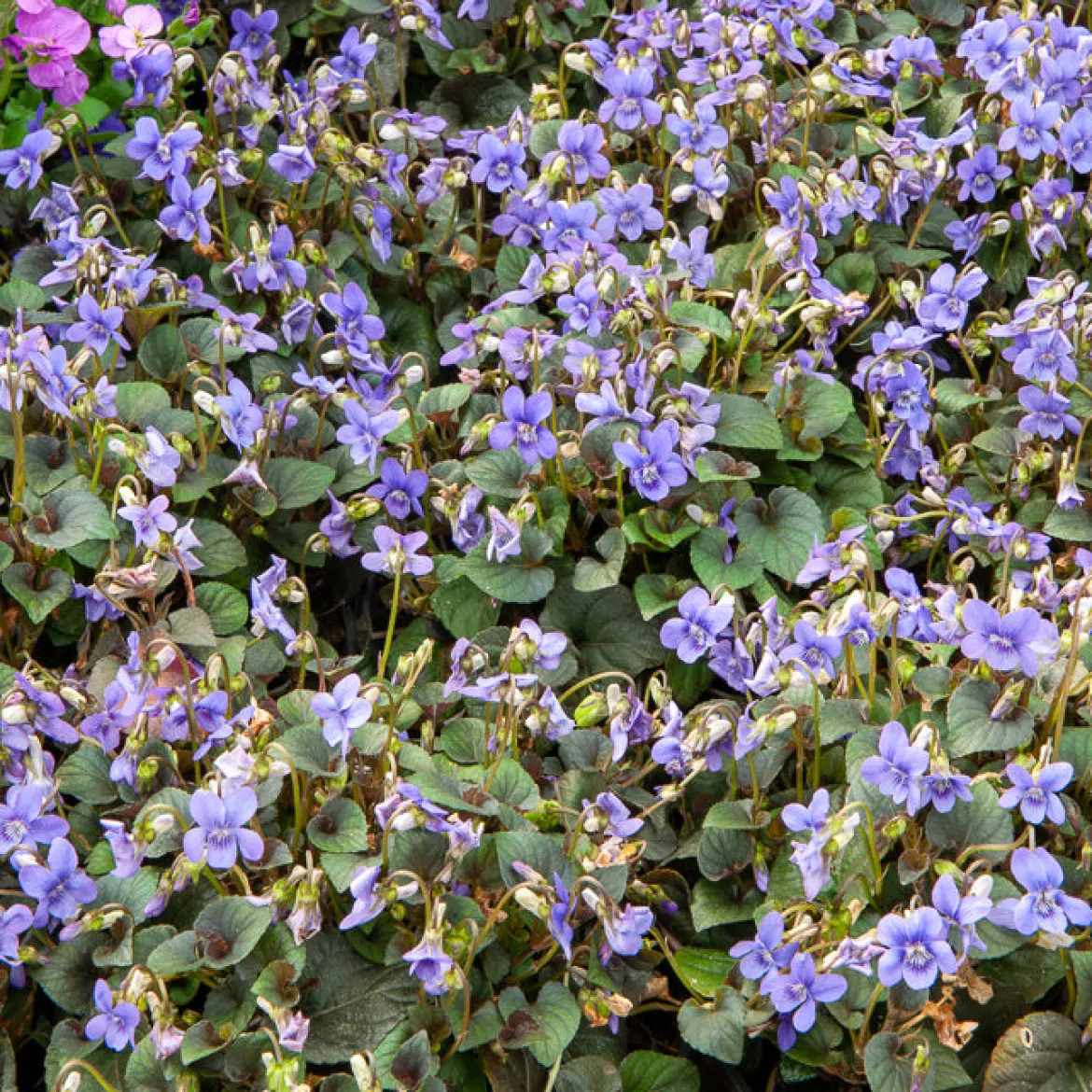 Violette de Labrador - Un tapis fleuri sans effort