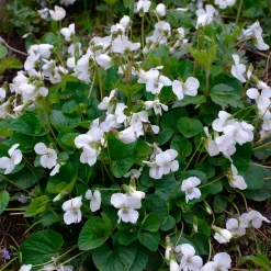 Violette odorante blanche - Un tapis blanc parfumé