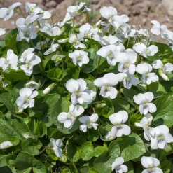 Violette odorante blanche - Un tapis blanc parfumé