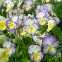 3 Violettes cornue Etain - Pensée - Fleurs douces tout l'été