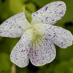 Violette vivace Freckles - Tapis de fleurs mouchetées