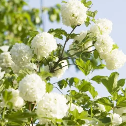 Viorne Boule de Neige - Des boules blanches au jardin