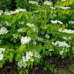 Viorne de Chine Watanabe - Floraison blanche tout l'été