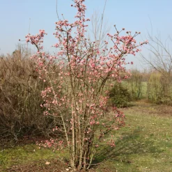 Viorne d'hiver 'Dawn' - Des fleurs parfumées en hiver