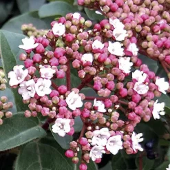 Viorne naine Spirit - Fleurit même en hiver