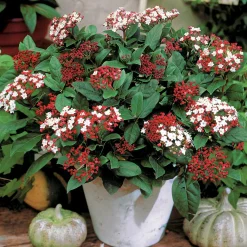 Viorne naine Spirit - Fleurit même en hiver