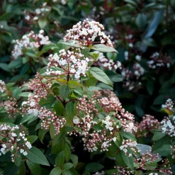 Viorne naine Spirit - Fleurit même en hiver