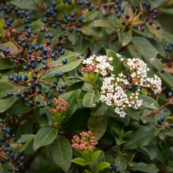 Viorne tin - Des fleurs même en hiver
