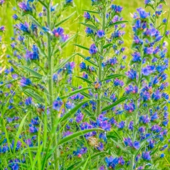 Vipérine commune - Un aimant à abeilles
