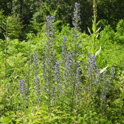 Vipérine commune - Un aimant à abeilles