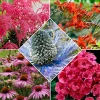 14 Vivaces Bees and Butterflies en mélange - Un jardin plein de vie