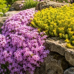 4 vivaces couvre-sol pour rocaille - Un tapis fleuri sans effort
