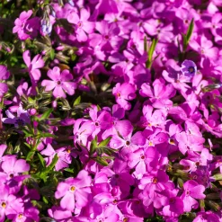 4 vivaces couvre-sol pour rocaille - Un tapis fleuri sans effort