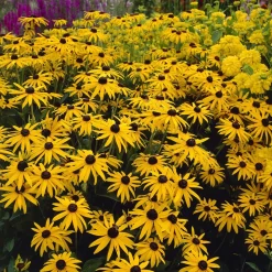 5 Vivaces pour massif champêtre - Un massif fleuri sans effort
