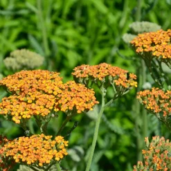 5 Vivaces pour massif champêtre - Un massif fleuri sans effort