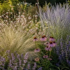 5 Vivaces pour massif ensoleillé - Un massif fleuri sans effort
