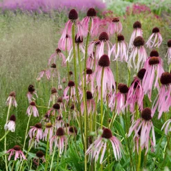 5 Vivaces pour massif ensoleillé - Un massif fleuri sans effort
