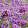 5 Vivaces pour massif fleuri - Un massif fleuri clé en main