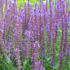 5 Vivaces pour massif fleuri - Un massif fleuri clé en main