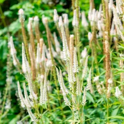 5 Vivaces pour prairie fleurie - Une prairie fleurie sans effort