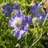 5 Vivaces roses et mauves - 5 plantes, un massif fleuri