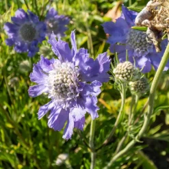 5 Vivaces roses et mauves - 5 plantes, un massif fleuri