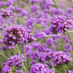 5 Vivaces roses et mauves - 5 plantes, un massif fleuri