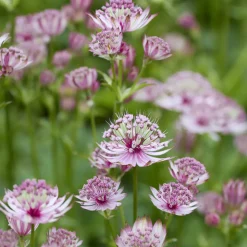 5 Vivaces roses et mauves - 5 plantes, un massif fleuri