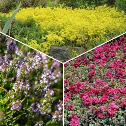 3 Vivaces tapissantes - Un tapis fleuri sans effort