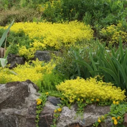 3 Vivaces tapissantes - Un tapis fleuri sans effort