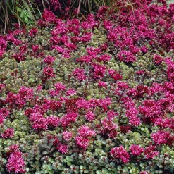 3 Vivaces tapissantes - Un tapis fleuri sans effort