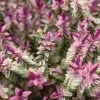 Véronique arbustive Lady Ann® - Hebe - Fleurs mauves toute la saison