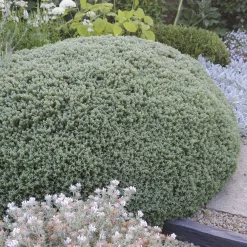 Véronique arbustive Sutherlandii - Hebe - Une boule grise toute l'année