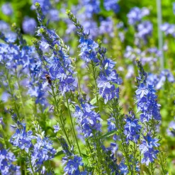 Véronique d'Autriche Royal Blue - Un bleu pur tout l'été