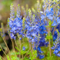 Véronique d'Autriche Royal Blue - Un bleu pur tout l'été