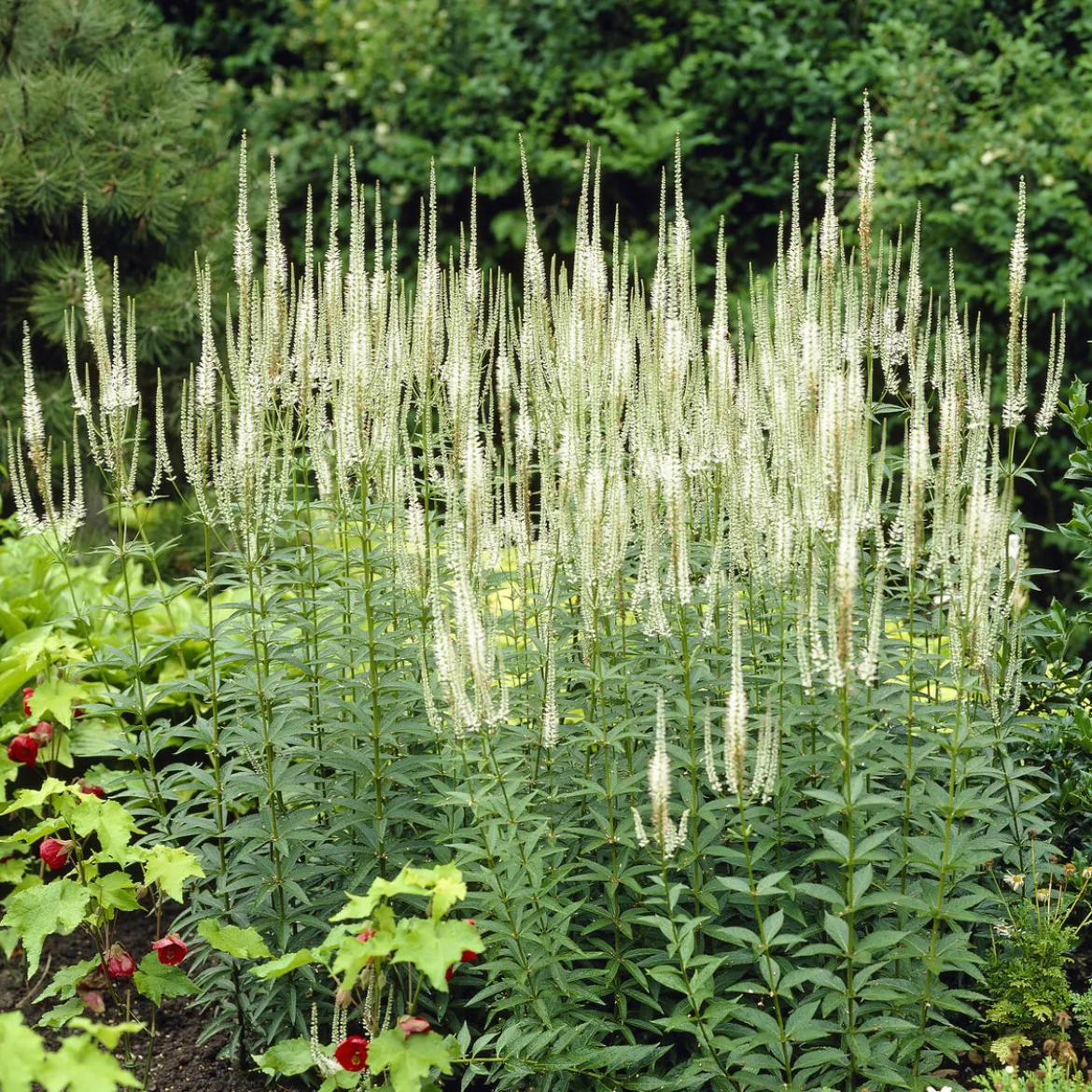 Véronique de Virginie blanche - Des flèches blanches au jardin
