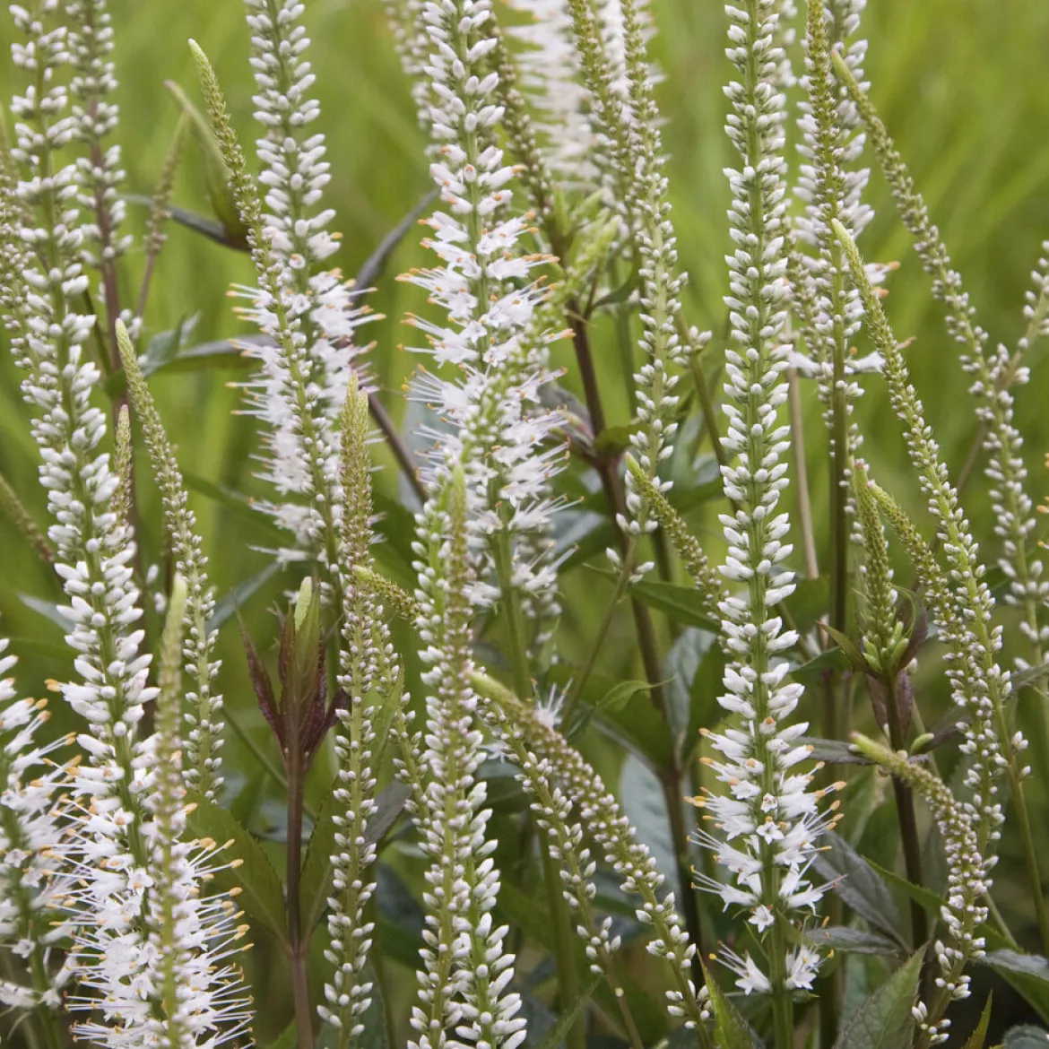 Véronique de Virginie blanche - Des flèches blanches au jardin