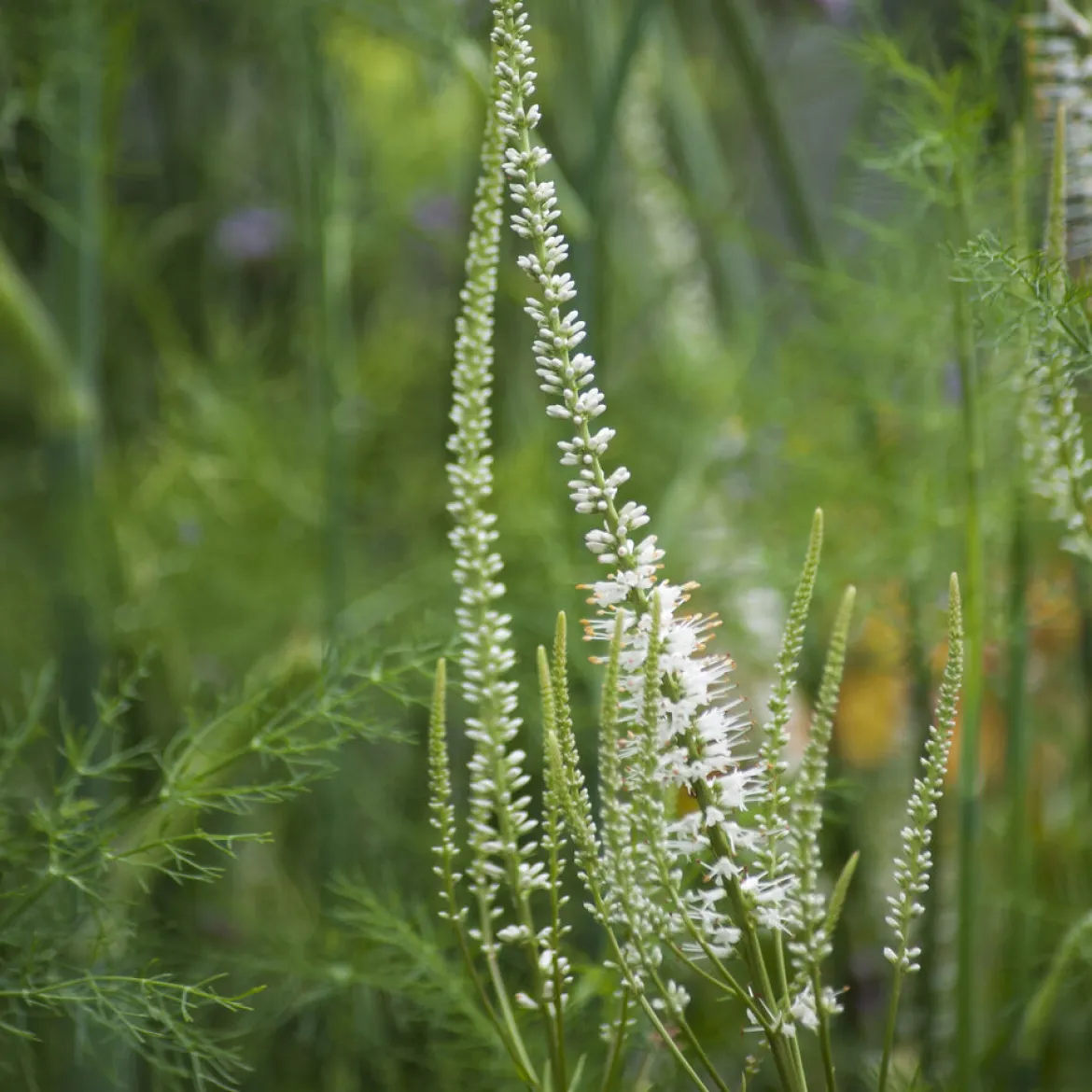 Véronique de Virginie blanche - Des flèches blanches au jardin