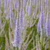 Véronique de Virginie Lavendelturm - Des tours lavande au jardin