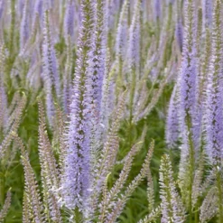 Véronique de Virginie Lavendelturm - Des tours lavande au jardin