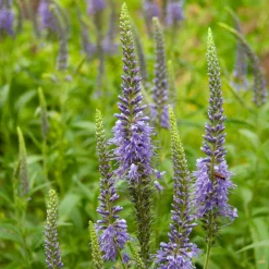 Véronique en épis - Des épis violets tout l'été