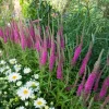 Véronique en épis Rotfuchs - Des épis roses tout l'été