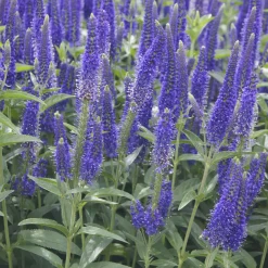 Véronique à grandes feuilles Marietta - Des épis violets tout l'été