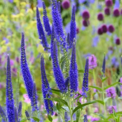 Véronique à grandes feuilles Marietta - Des épis violets tout l'été