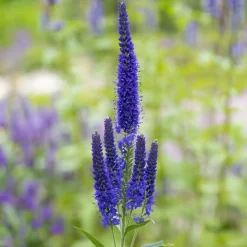 Véronique à grandes feuilles Marietta - Des épis violets tout l'été